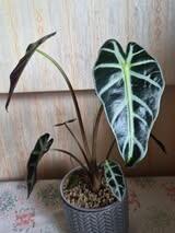 www.augi-plants.lv