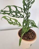 www.augi-plants.lv