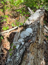 RubyD review photo