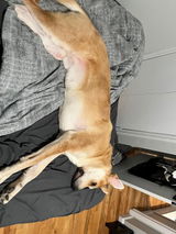 wibill review photo