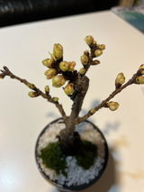 匿名 review photo