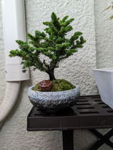 匿名 review photo