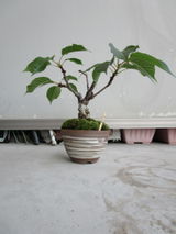匿名 review photo