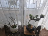匿名 review photo