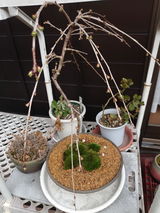 匿名 review photo