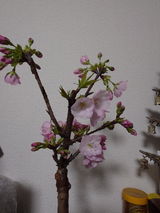 匿名 review photo