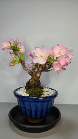 匿名 review photo