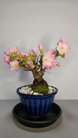 匿名 review photo