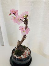 匿名 review photo