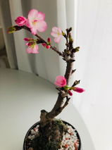 匿名 review photo