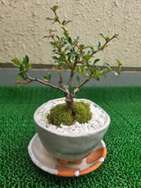 匿名 review photo