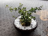 匿名 review photo
