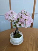 匿名 review photo