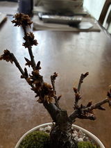 匿名 review photo