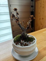 匿名 review photo