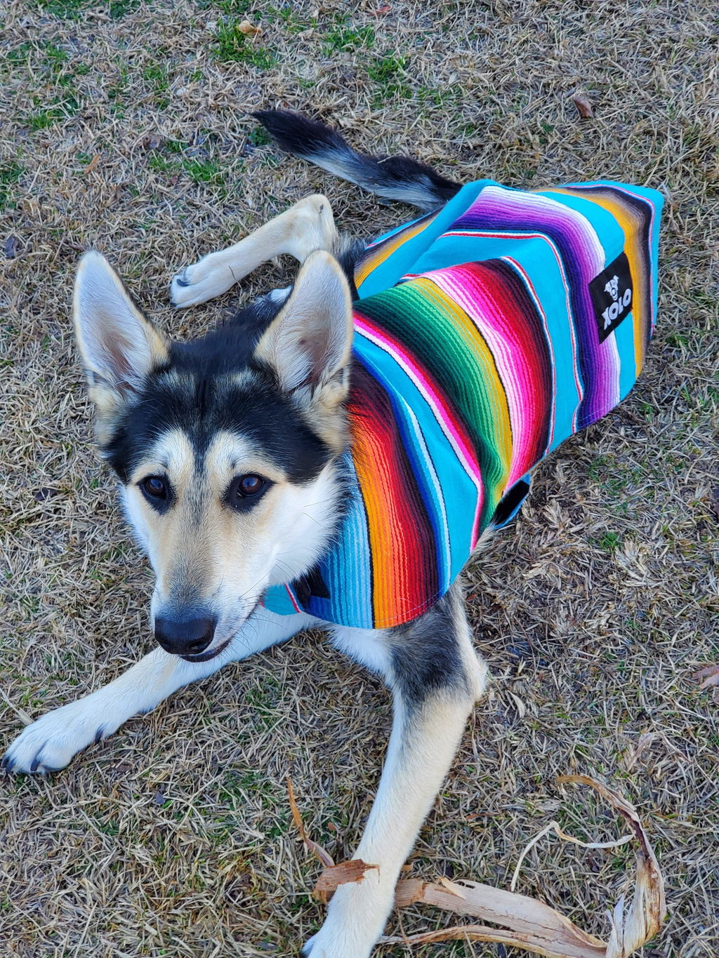 Xolo Sarapes 