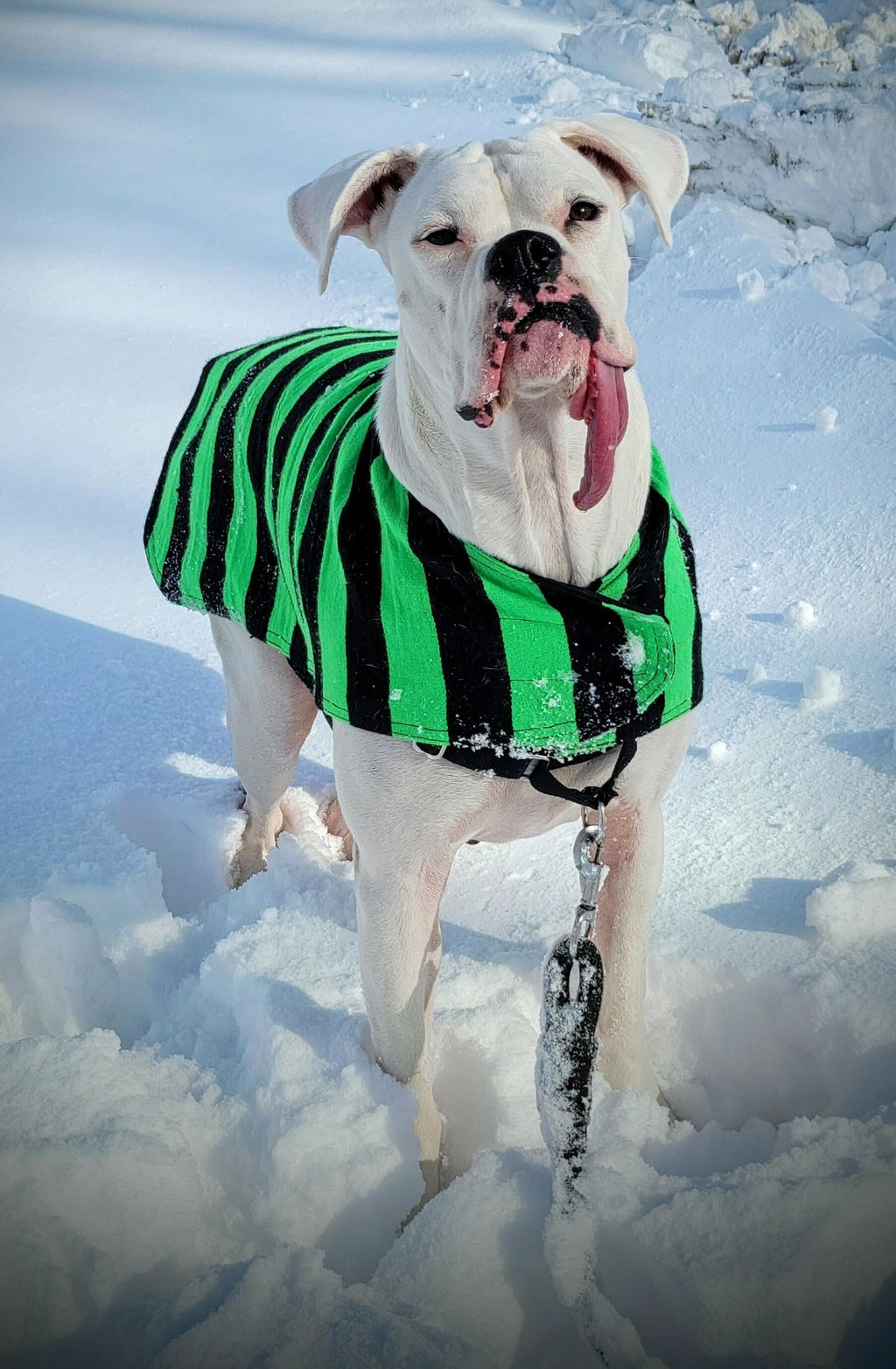 Xolo Sarapes 