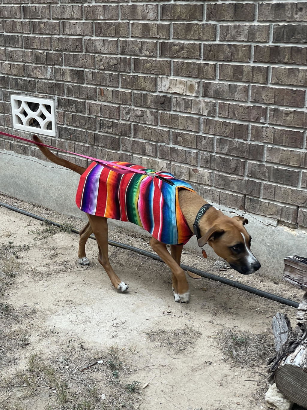 SHERPA SARAPE DOG JACKET