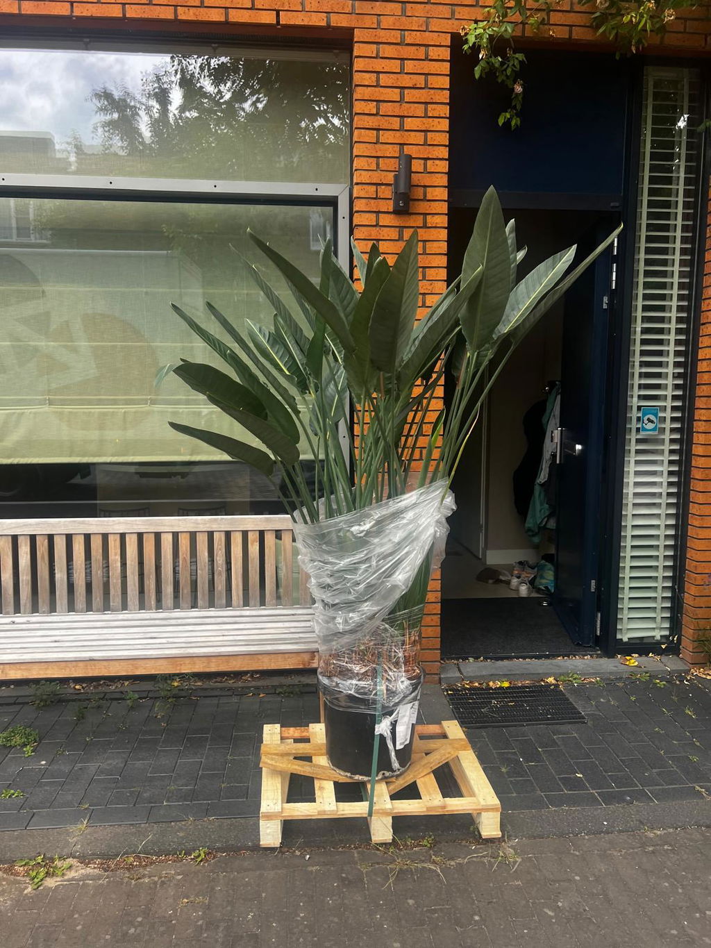 Strelitzia Reginae 100cm - ø21