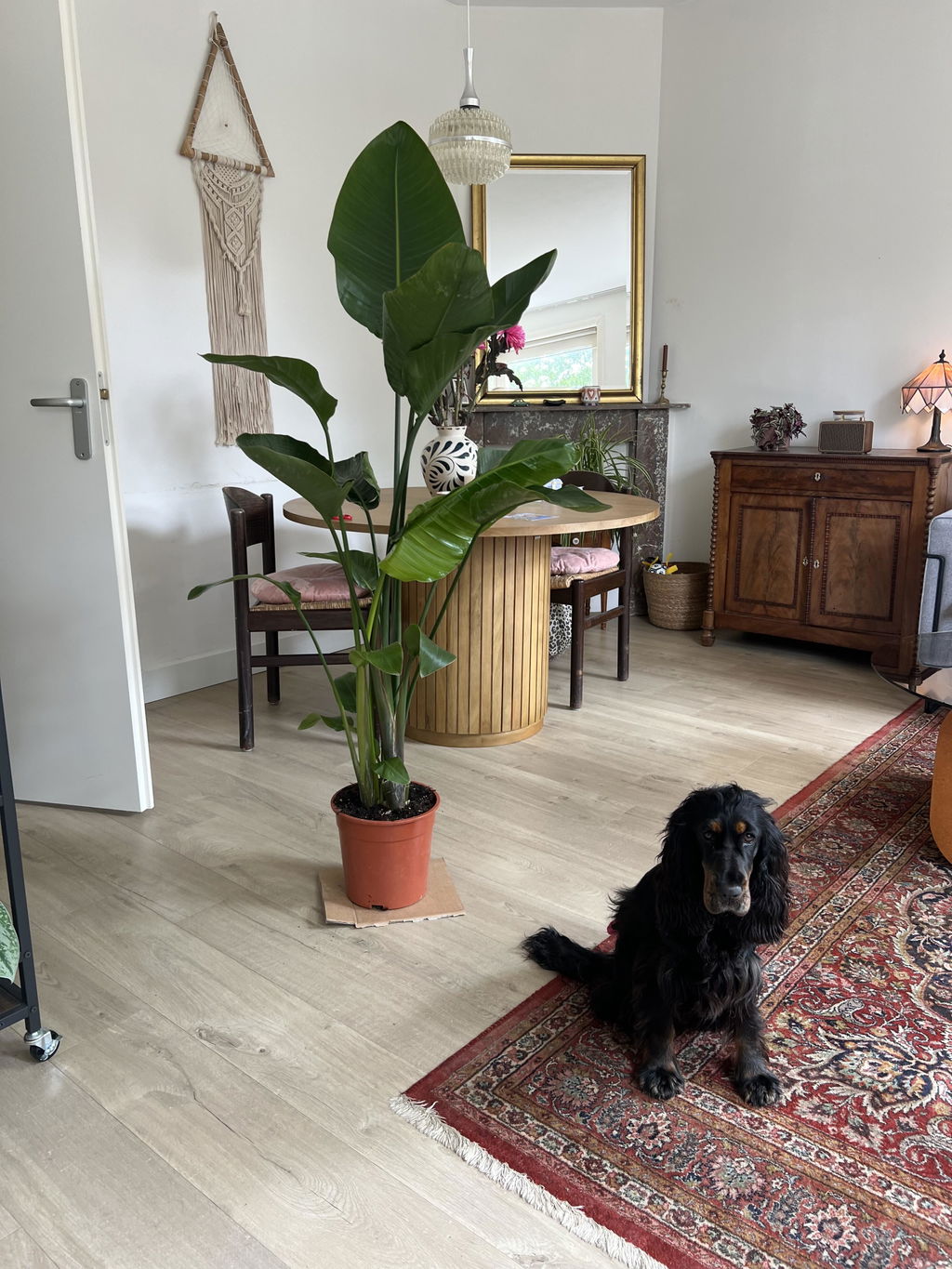 Strelitzia Nicolai 170cm - ø24
