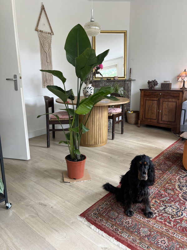 Foto van Strelitzia Nicolai 170cm - ø24