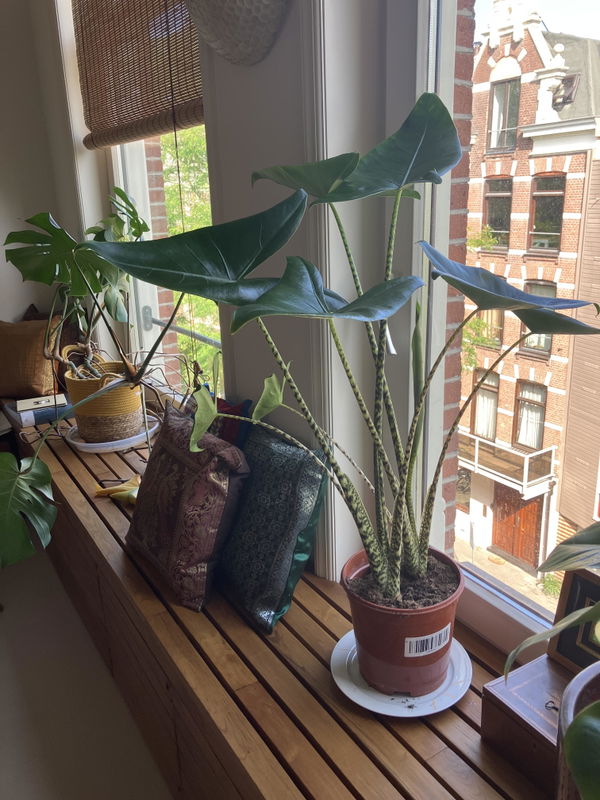 Foto van Alocasia Zebrina 80cm - ø21