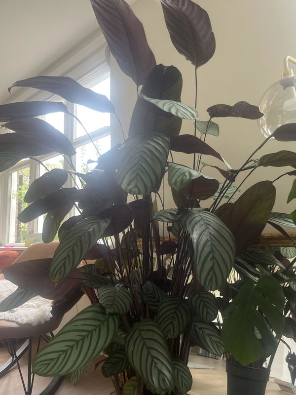 Foto van Ctenanthe oppenheimiana 130
