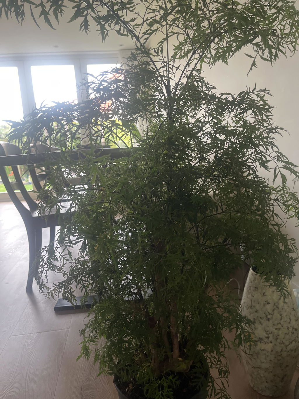 Polyscias Hawaiiana Ming (aralia) 90 cm hoog, pot ø24 cm