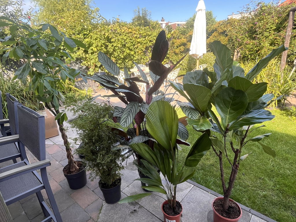 XXLplant