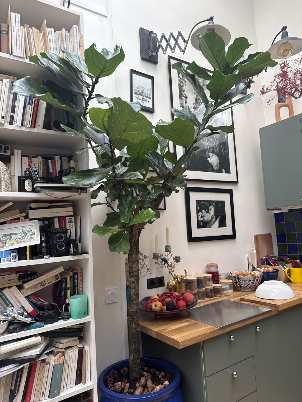 Ficus lyrata boom XXXL (vioolblad ficus) 230 cm hoog, pot ø42 cm