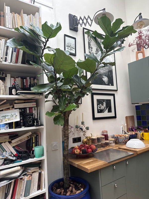Foto van Ficus lyrata boom XXXL