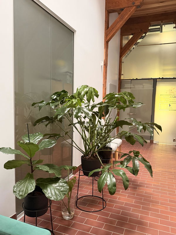 Foto af Philodendron Green Wonder