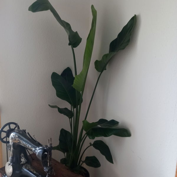 Foto van Strelitzia nicolai