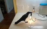Catherine S. Krals review photo