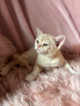 Leewood Burmese Cats review photo