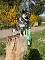 Ines review photo