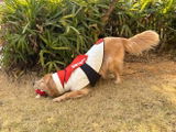 Archie review photo