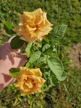 Central Texas review photo