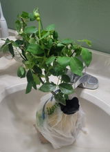 Anonymous review photo