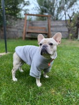 Bella (French Bulldog) review photo