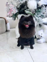 Inky_pomchik review photo