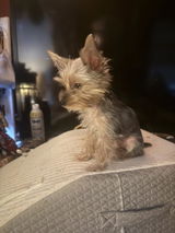 SHTGH review photo