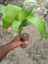 Shoaib Ansari review photo