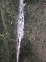 Nimesh review photo