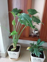 Monty Srivastav review photo