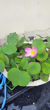 Shoaib Ansari review photo