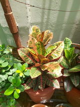 Lokesh review photo