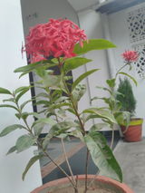 Atul review photo