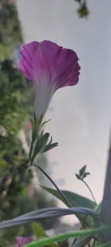 Shoaib Ansari review photo