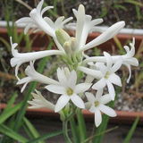 Nitin review photo